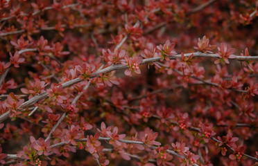 branch with blossoming red leaves