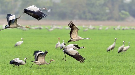 Bird in flight. Crane in  flight. The common crane  also known as the Eurasian crane.