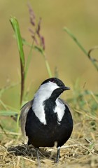 Close up portrait of Spur-winged lapwing. The spur-winged lapwing or spur-winged plover  is a lapwing species.
