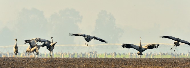 Cranes dancing in the field. The common crane , also known as the Eurasian crane.
