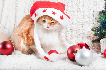 A funny cat in a Santa Claus hat, a Christmas card, a banner for a veteran clinic.