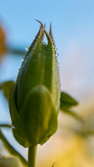 Water droplets on flower bud