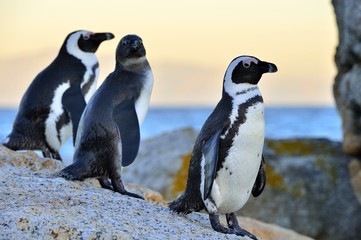 African penguins . The African penguin on the shore in  evening twilight.  Red sunset sky.