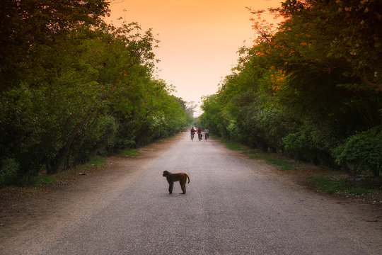 warm evening with a monkey in the road. nepal