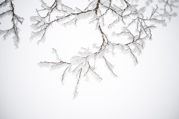 Winter and Christmas Background. Photo of Tree Branches Covered with Frost and Snow.