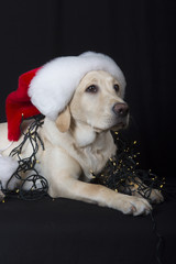 Labrador met kerstmuts en lampjes