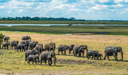 Large elephant herd taking a bath in the Chove river, Chobe Riverfront, Serondela, Chobe National...