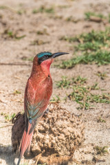 Southern carmine bee-eater, Chobe National Park, Botswana