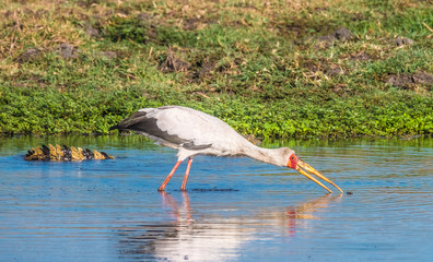Yellow-billed stork, Chobe National Park, Botswana