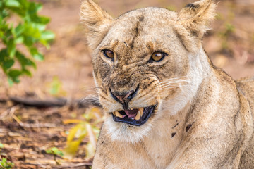 Close interaction with a playful lioness, Chobe riverfront area, Serondela, Chobe National Park, Botswana
