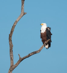 African fish eagle, Chobe National Park, Botswana