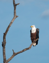 African fish eagle, Chobe National Park, Botswana