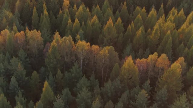 Aerial Drone flying over beautiful autumn orange forest 4k