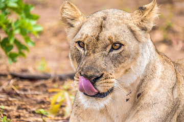 Close interaction with a playful lioness, Chobe riverfront area, Serondela, Chobe National Park, Botswana