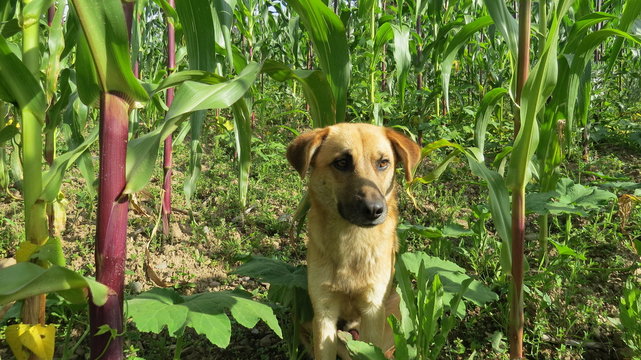 Chusco 이미지 찾아보기 35 스톡 사진, 벡터 및 비디오 Adobe Stock