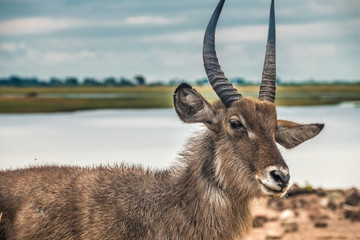 Injured male waterbuck on the shores of the Chobe river, Chobe National Park, Botswana