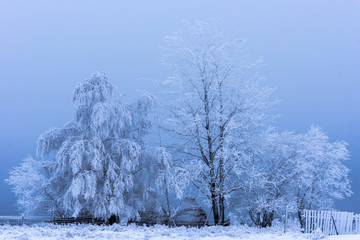 Rime hoarfrost and snow on birch tree branches