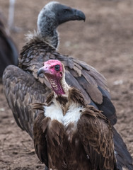 Lappet faced and white-backed vultures eating the carcass of an elephant killed by lions, Chobe National Park, Botswana