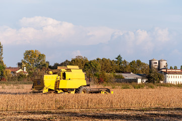 Fototapeta premium Harvesting of soybean field with combine harvester.