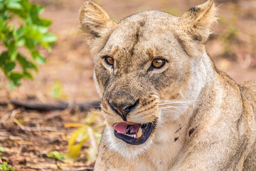 Close interaction with a playful lioness, Chobe riverfront area, Serondela, Chobe National Park, Botswana
