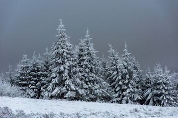 Winter landscape with snowy fir trees and forest. Christmas