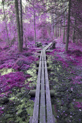 Obraz premium Fantasy colored forest. Purple tone corrected image.