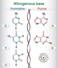 Chemical structural formulas of purine and pyrimidine nitrogenous bases: adenine (A, Ade), guanine (G, Gua) , thymine (T, Thy), uracil (U), cytosine (C)). 