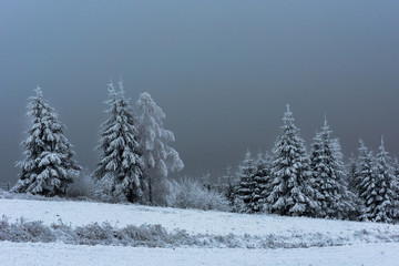 Winter landscape with snowy fir trees and forest. Christmas