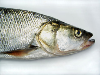 The asp (Leuciscus aspius) is a European freshwater fish, close-up of head