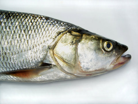 The asp (Leuciscus aspius) is a European freshwater fish, close-up of head