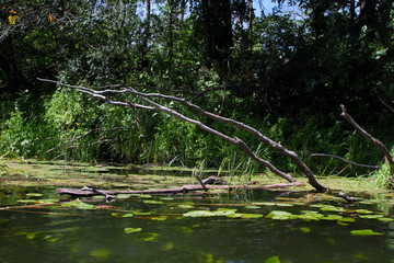 The branches of a half-submerged tree hung over the water of the middle river.