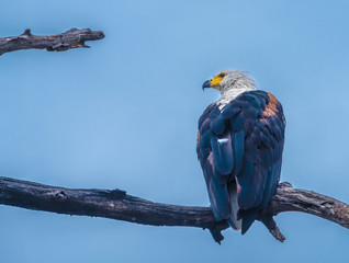 African fish eagle, Chobe National Park, Botswana