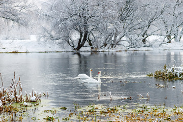 Two white swans on the river after snowfall on a cloudy winter day. Winter landscape