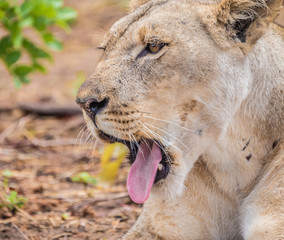 Close interaction with a playful lioness, Chobe riverfront area, Serondela, Chobe National Park, Botswana