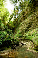 Obraz premium Gorge of the mountain river in the Caucasian forest, green moss