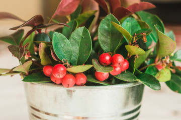 Gaultheria Procumbens - WIntergreen teabearry plant in silver pot
