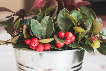 Gaultheria Procumbens - WIntergreen teabearry plant in silver pot