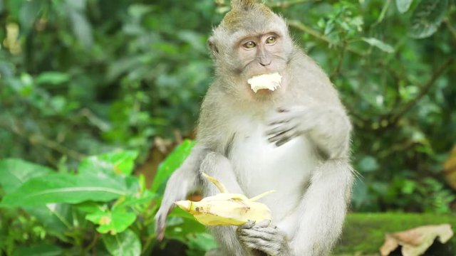 Monkey macaque in the rain forest. Monkeys in the natural environment. Bali, Indonesia. Long-tailed macaques, Macaca fascicularis