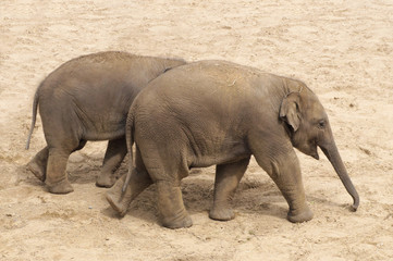 two young elephants