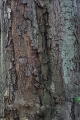 Baumrinde