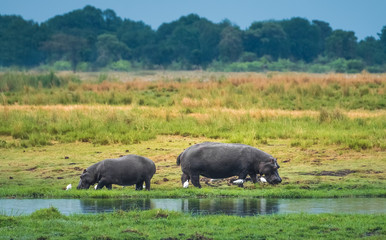 Hippos grazing on the shores of the Chobe River, Chobe National Park, Botswana
