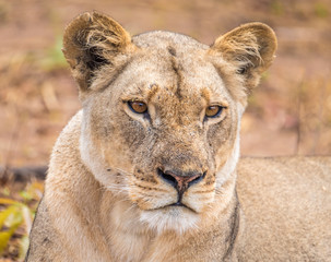 Close interaction with a playful lioness, Chobe riverfront area, Serondela, Chobe National Park, Botswana