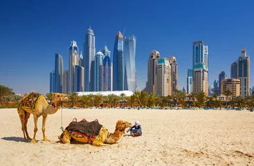 Foto auf Acrylglas Die Kamele am Strand von Jumeirah und Wolkenkratzer im Hintergrund in Dubai, Dubai, Vereinigte Arabische Emirate © Rastislav Sedlak SK