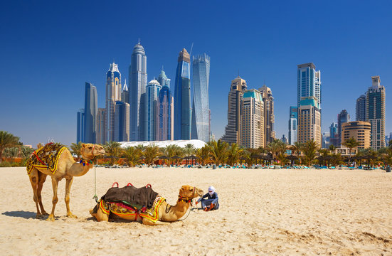 The camels on Jumeirah beach and skyscrapers in the backround in Dubai,Dubai,United Arab Emirates