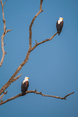African fish eagle, Chobe National Park, Botswana