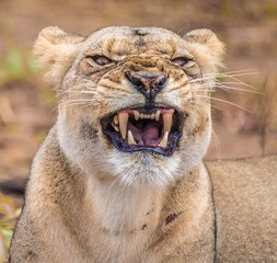 Close interaction with a playful lioness, Chobe riverfront area, Serondela, Chobe National Park, Botswana