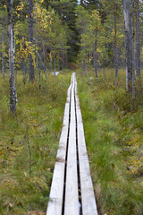 Fototapeta na wymiar Wooden duckboards in the Finnish forest, swamp area. Autumn hiking.