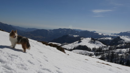 Cane pastore bergamasco sulla neve in montagna
