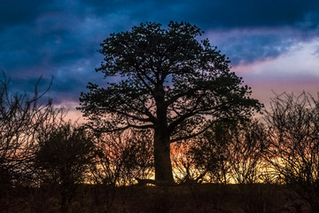 Fototapeta na wymiar Sunset, Baobab tree, Kasane, Chobe National Park, Botswana