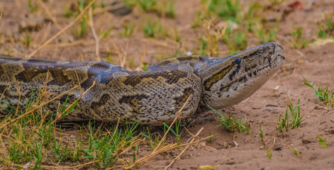 African rock python (Python sebae), Chobe National Park, Botswana